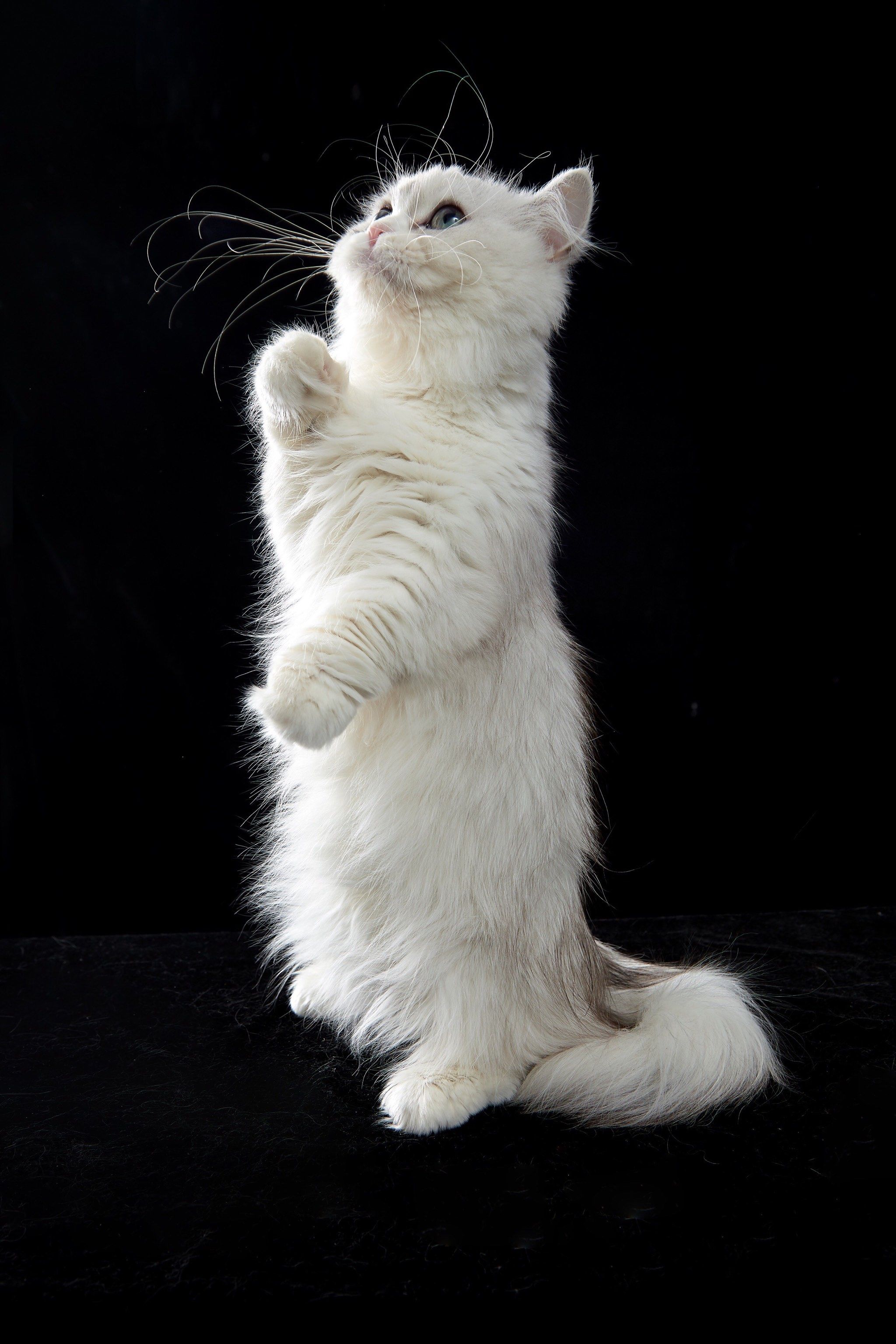 宠物拍纯色肖像也是非常好看
尤其是黑背景,因为减去所有繁杂因素