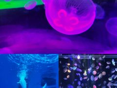 -海合安成都极地海洋公园