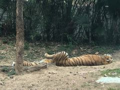 -深圳野生动物园