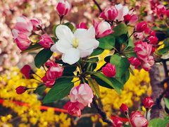 -元大都城垣遗址公园