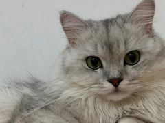 -瑞鹏宠物医院·骨科·猫科·内科(第一中心)