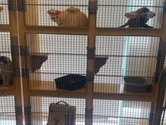 -瑞派申生动物医院·24H夜诊·国际动物医疗中心·骨外科(吴中路店)