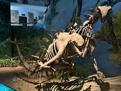 -自贡恐龙博物馆