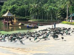 -西双版纳原始森林公园