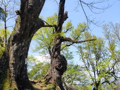 -桑洲油菜花景区