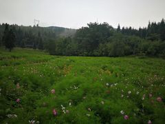 -武陵山森林公园