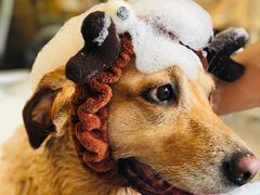 -PETKIT小佩宠物(古北店)