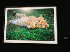 -罗红摄影艺术馆