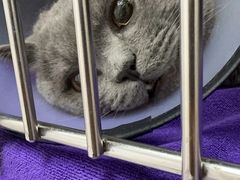-宠颐生宠物医院·犬猫全科·皮肤科(商业街店)