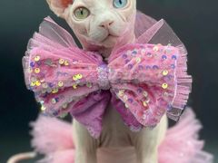 -babydoll猫舍·米努特·德文·缅因(久光中心店)