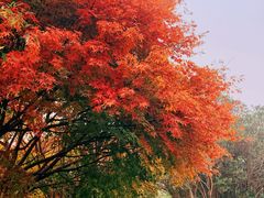 -上海共青森林公园