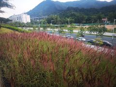 -白石龙音乐公园