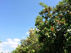 iphone_upload_pic-王家小院