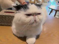 -藏猫猫咖啡主题馆(中央大道店)