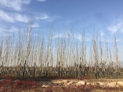 -万达影城(大明宫万达广场IMAX店)