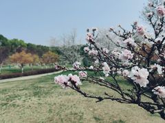 -羊山湖公园