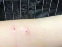 -A猫a狗全科·犬猫异宠·芥西宠物医院(南开总院)