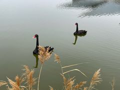 -盐城丹顶鹤湿地生态旅游区
