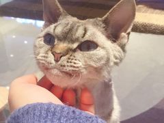 -momokira米努特·德文卷毛猫·棉花面纱犬