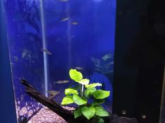 -沙沙哗啦海洋馆(华宇百花谷店)