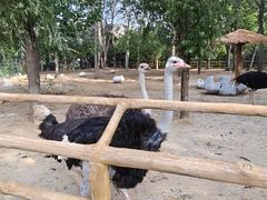 -大连森林动物园