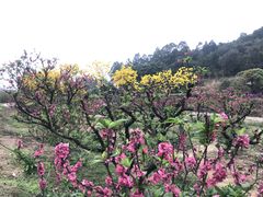 -南国桃园旅游度假区