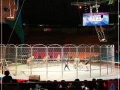 -俄罗斯国家大马戏团