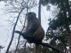 -黔灵山公园