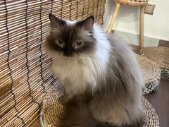-楼上猫咖(罗湖店)