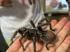 -藦茜花园宠物主题亲子互动体验馆(国顺东路店)