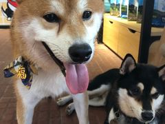 -柴犬高等学院·狗咖·柴犬售卖·宠物训练