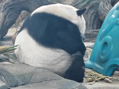 -武汉动物园