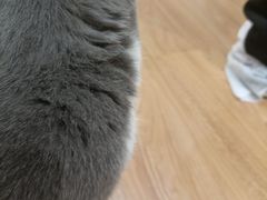 -COLOR PETS 撸猫馆·购猫·猫咖(长风大悦城店)
