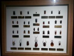 -上海昆虫博物馆