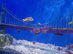 -太平洋海底世界