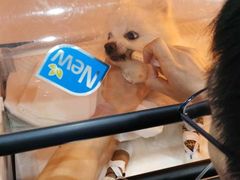 -伟伟宠物医院·CT影像中心·瑞派犬猫综合性门诊(汉口总院)