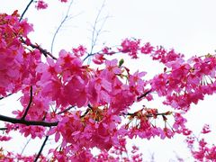 -新江湾城公园