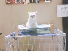 -猫色咖啡·猫咖