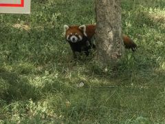 -合肥野生动物园