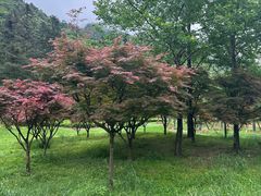 -姑婆山旅游区