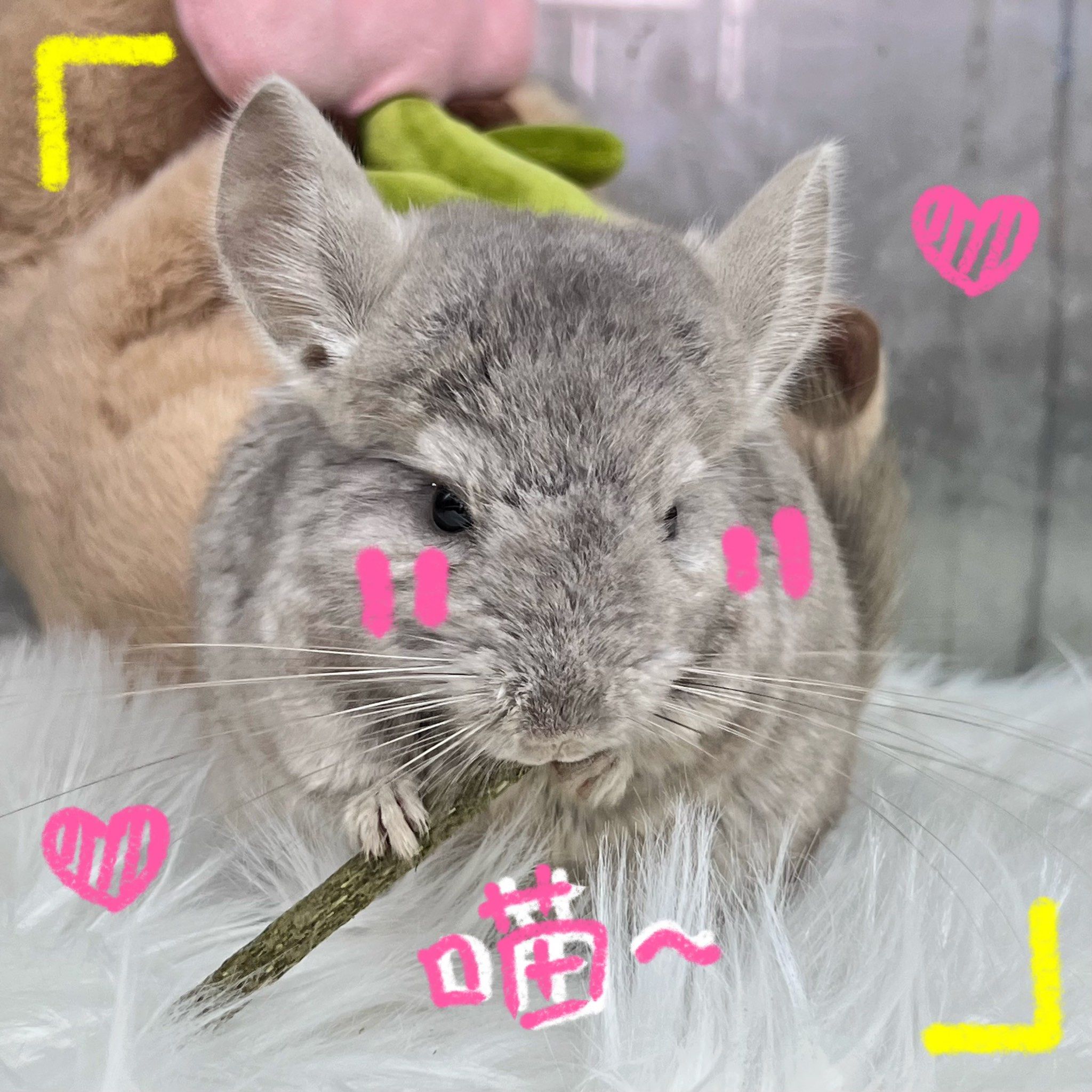 龙猫并不是猫,而是一种小型哺乳动物,属于啮齿目.