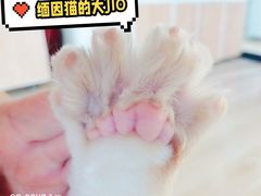 -十年猫舍·猫咪专门店(普陀店)