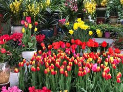 -三圣花乡旅游区