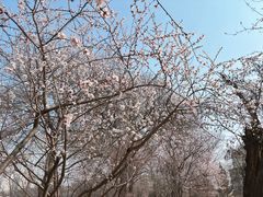 -桃花堤公园