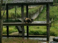 -中国大熊猫保护研究中心雅安碧峰峡基地