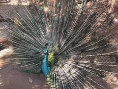 -海南热带野生动植物园
