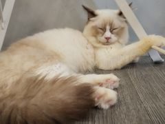 -猫亿天猫咖