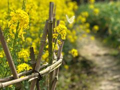 -溱湖国家湿地公园