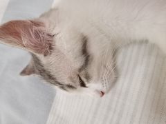 -lincat·猫舍(广州店)