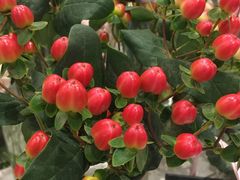 -花邻FloweringLife花艺气球派对(武康大楼店)